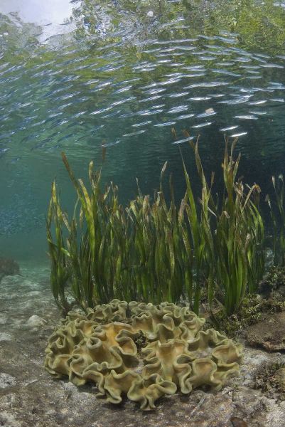 Indonesia, Papua Baitfish swims above coral